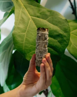 Natura Selection Aromas Y Difusores^Atado Salvia Blanca